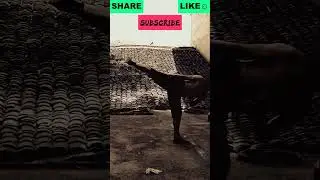 功夫 武术 | Kung Fu Monk Performing ｜Shaolin hard Qigong #shorts #kongfu #kongfumaster