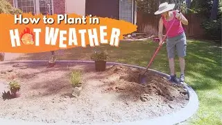 Planting in HOT weather!