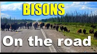 A Herd of Bisons crossing the road - Fort Providence, NWT