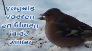 WINTER IN DE TUIN