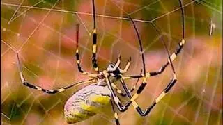 SMARTEST INSECTS OF JAPAN