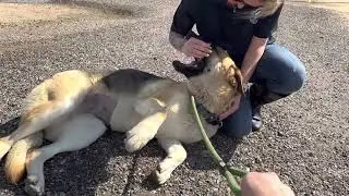 Update Adopted. Persephone A4850817 (F) German Shepherd