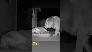 Lion attack dog cctv record late night video #lionattack #dog #cctv #record