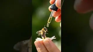 صغير النحل يستمتع بوجبته 🥣 | Baby Bee Dining#مائدة_الصغار #AnimalASMR #CutePetDining #BeeFeeding
