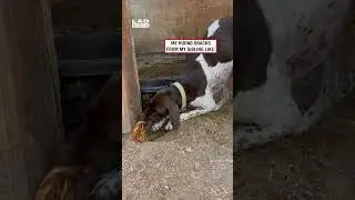 Ja chowam przekąski przed moim rodzeństwem, takie jak: (🎥: ViralHog)