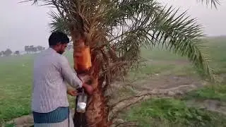 খেজুর গাছ থেকে রস নামানোর পদ্ধতি | How to Collect Date Palm Sap Bangladesh