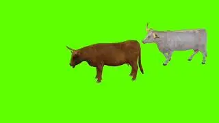 Cow's! Green screen video! No copyright! Use free!