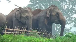 Peaceful Moment as Wild Elephants Roam the Kalyani River Bank