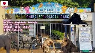 Chiba Zoo Park | Chiba Zoological Park 2022 (千葉市動物公園2022年)
