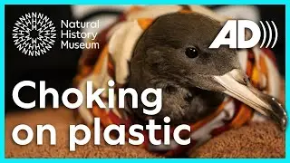 Plastic pollution research on Lord Howe Island (Audio Described)