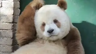 Brown Giant panda bear very cute !!!