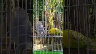 Budgies Bird's #shorts #shortsfeed #youtubeshorts #ytshorts #birds#budgies #parrot#parakeet#youtube