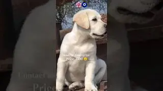 Labra low price only 1500 rupee just now sale 🥰 #viral #labrador #shortsfeed #cutebaby