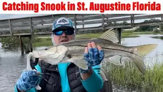 Catching Snook in St. Augustine Florida