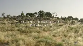 Seeding Eternal Forest in Faia Brava