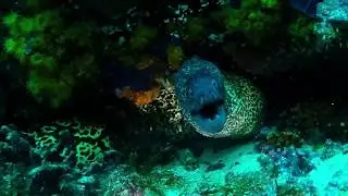 Inmersiones en Tarifa - Vida en Punta Marroqu&iacute;
