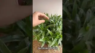 Suculenta Cyanotis Somaliensis🌿 #bomdia #plantas #diy #jardim #casa #dicas #youtubeshorts