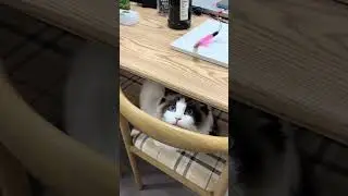 Ragdoll Kitten&rsquo;s Cute Daily Life - Fluffy Bliss Moments  #cat #pet #kitten #cutecat #purrfectpets