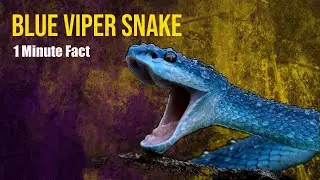 Blue Viper Snake#animals #wildlife
