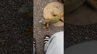 Iguana 🦎 na meedha ekkindhi 😨 #ytshorts #shortfeed #trendingshorts #viralshorts #pets #telugu
