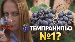 ВИНОГРАД ТЕМПРАНИЛЬО  - САМЫЙ ГЛАВНЫЙ ВИНОГРАД ИСПАНИИ  ВИНОГРАД N&ordm;1