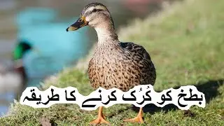 Duck ko kuruk kaisay kartay hain, بطخ کو کیسے کُرُک کرتے ہیں؟