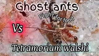 Native ants vs invasive ants having war for a mosquito!