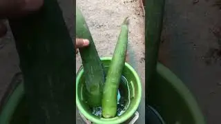 C&oacute;mo reproducir aloe? #reproducirplantas #viral #aloe #sabila #jardin #trend #trending