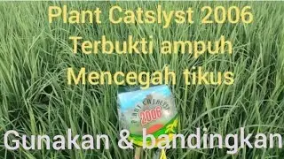 Plant catalyst 2006 ampuh mencegah tikus