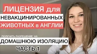 Лицензия для кота в Англию Домашняя изоляция