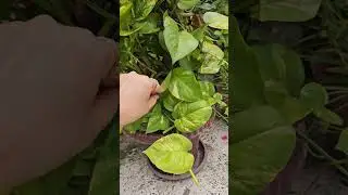 গাছের প্রতি ভালোবাসা#tasminsvlog#shorts