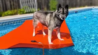 My Husky is FLOATING In the Swimming Pool!