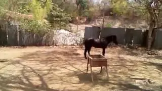Black Horse