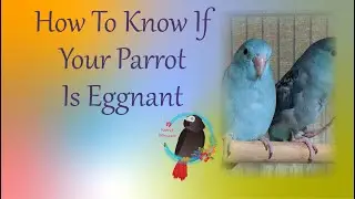 How To Know If Your Parrot Is Eggnant2