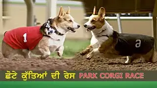 BEST DOG RACE || Canterbury Park Corgi Races || #heerepunjabde #dog #dograce