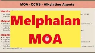 Understand Melphalan and Melphalan Flufenamide Mechanism of Action