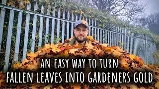 How to create leaf mould with so many amazing benefits /allotment gardening UK