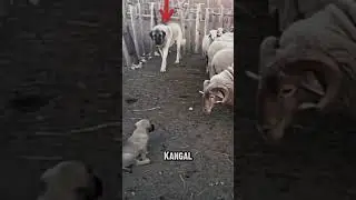 Pure Papa Kangal Aura #dog #kangal