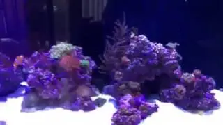 Red Sea Reefer 350: Birdnest is turning to white/Bleaching/ Help