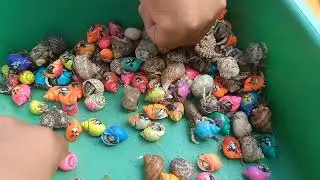 Catch puffer fish and hermit crabs, snails, conch, eels, crabs, sea fish, sea animals, lobsters