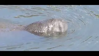 Manatees spouting in Big Bend.