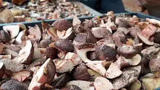 wild mushroom collection  |growing shiitake mushroom at home| bhutan