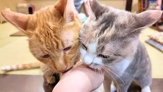 Cozy Stay with 5 Cats Roaming Freely 🐈✨ | A Peaceful Japanese Guesthouse with a Fireplace in Nasu