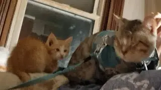 Kittens Turned 9 Weeks old | Creams 3rd litter