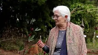 Conhecendo as Plantas Medicinais e suas hist&oacute;rias - Hibiscus sabdariffa L. - O Hibisco