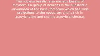 basalis nucleus of Meynert