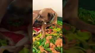 #lovingdogs