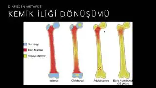 Kemik İliği Görüntüleme