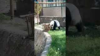 The panda fell off the chair and is getting angry😅 #shorts #panda