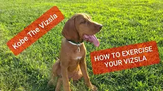 How To Exercise A VIZSLA Puppy